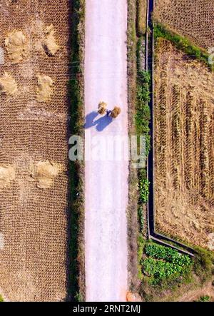 (171027) -- NANCHANG, 27 ottobre 2017 -- Zhong Ruijin cammina a casa dopo lavori agricoli nel villaggio di Liantang della contea di Huichang, provincia di Jiangxi della Cina orientale, 26 ottobre 2017. Zhong Jiagu fu abbandonato dai suoi genitori impoveriti 30 anni fa, quando nacque con rachitismo congenito incurabile. Fortunatamente per il neonato, è stato adottato dal villaggio Zhong Ruijin come nipote di Zhong. L'uomo dal cuore gentile si è preso cura di suo nipote negli ultimi 30 anni. Si tengono a vicenda, e non si pentono mai.) (wf) CHINA-JIANGXI-ADOPTION-DAILY LIFE (CN) HuxChenhuan PUBLICATIONxNOTxINxCHN Foto Stock