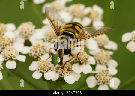 Primo piano naturale su Batman o Deadhead hoverfly, Myathropa florea su un fiore bianco di Myathropa florea Foto Stock