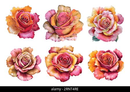 Set di rose rosa disegnate a mano. Illustrazione botanica isolata su sfondo bianco. Illustrazione Vettoriale