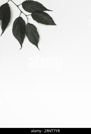 Ramo con angolo delle foglie nere Foto Stock