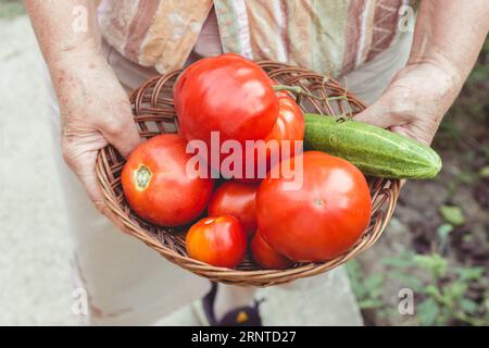 Le mani di una donna anziana mostrano pomodori e cetrioli appena raccolti dal giardino. Giardinaggio biologico Foto Stock