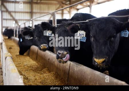 (171107) -- OMAHA, 7 novembre 2017 -- foto scattata il 31 ottobre 2017 mostra le mucche Angus alla fattoria di Bill a Omaha, negli Stati Uniti. Anche se è la casa dell'investitore miliardario statunitense Warren Buffett, Omaha era poco conosciuto ai cinesi qualche mese fa. Ma ora questa città nello stato del Nebraska midwest è pronta a diventare un nome familiare in Cina, dato che la sua azienda Greater Omaha Packing ha inviato circa 40 scatole dei suoi prodotti in Cina il 14 giugno, pochi giorni dopo che Stati Uniti e Cina raggiunsero un accordo per riaprire i mercati cinesi per la carne bovina statunitense come parte del loro piano d'azione di 100 giorni per promuovere l'econom bilaterale Foto Stock