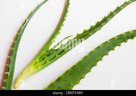 Aloe vera lascia il trattamento di bellezza Foto Stock