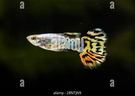 Mezza luna betta pesce nuoto laterale Foto Stock