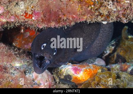 Murena augusti con bocca aperta. Sito di immersione Pasito Blanco Reef, Arguineguin, Gran Canaria, Spagna, Oceano Atlantico Foto Stock