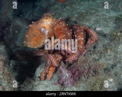 Polpo bianco macropus (Callistoctopus Octopus macropus) di notte. Sito di immersione El Cabron Marine Reserve, Arinaga, Gran Canaria, Spagna, Oceano Atlantico Foto Stock