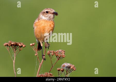 European stonechat (Saxicola rubicola), individuo femminile con preda in becco, Middle Elbe Biosfera Reserve, Dessau-Rosslau, Sassonia-Anhalt, Germania Foto Stock