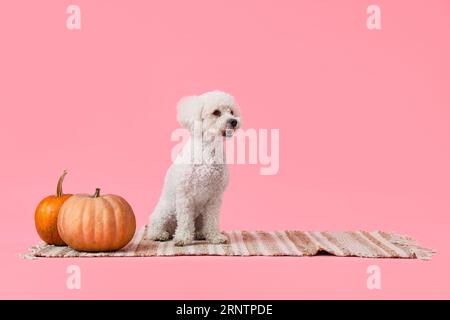 Simpatico cagnolino con plaid e zucche seduti su sfondo rosa. Festa del giorno del Ringraziamento Foto Stock