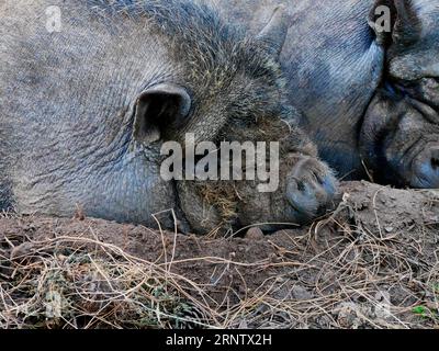 maiali neri che dormono nel fango Foto Stock