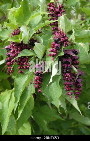 Profondi frutti di bosco viola che si formano su arbusto caprifoglio himalayano in tarda estate Foto Stock