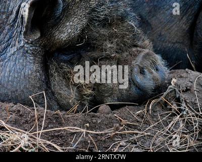 maiali neri che dormono nel fango Foto Stock