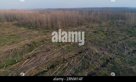 (171128) -- YUANJIANG, 28 novembre 2017 -- gli alberi di Populus nigra sono stati eliminati nella riserva naturale sud del lago Dongting nella città di Yuanjiang, nella provincia centrale di Hunan della Cina, 27 novembre 2017. Gli alberi di Populus nigra nella riserva naturale del Lago Dongting sono stati eliminati dal governo locale per il suo danno all'ecosistema locale. ) (ZWX) CHINA-HUNAN-DONGTING LAKE-NATURE RESERVE-POPULUS NIGRA-CLEARING AWAY(CN) LIXGA PUBLICATIONXNOTXINXCHN Foto Stock