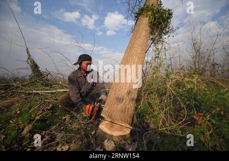 (171128) -- YUANJIANG, 28 novembre 2017 -- Un lavoratore elimina gli alberi di populus nigra nella riserva naturale del lago Dongting a sud nella città di Yuanjiang, nella provincia di Hunan della Cina centrale, 27 novembre 2017. Gli alberi di Populus nigra nella riserva naturale del Lago Dongting sono stati eliminati dal governo locale per il suo danno all'ecosistema locale. ) (ZWX) CHINA-HUNAN-DONGTING LAKE-NATURE RESERVE-POPULUS NIGRA-CLEARING AWAY(CN) LIXGA PUBLICATIONXNOTXINXCHN Foto Stock