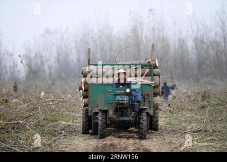 (171128) -- YUANJIANG, 28 novembre 2017 -- Un operaio trasporta alberi di populus nigra sgomberati nella riserva naturale del lago Dongting meridionale nella città di Yuanjiang, nella provincia di Hunan della Cina centrale, 27 novembre 2017. Gli alberi di Populus nigra nella riserva naturale del Lago Dongting sono stati eliminati dal governo locale per il suo danno all'ecosistema locale. ) (ZWX) CHINA-HUNAN-DONGTING LAKE-NATURE RESERVE-POPULUS NIGRA-CLEARING AWAY(CN) LIXGA PUBLICATIONXNOTXINXCHN Foto Stock