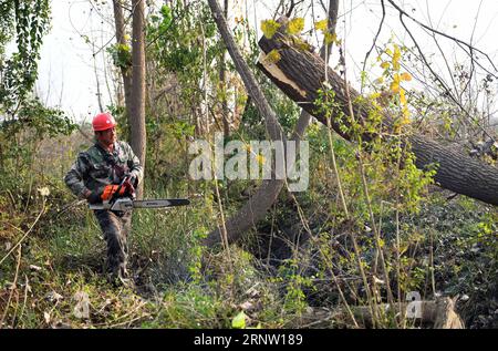 (171128) -- YUANJIANG, 28 novembre 2017 -- Un lavoratore elimina gli alberi di populus nigra nella riserva naturale del lago Dongting a sud nella città di Yuanjiang, nella provincia di Hunan della Cina centrale, 27 novembre 2017. Gli alberi di Populus nigra nella riserva naturale del Lago Dongting sono stati eliminati dal governo locale per il suo danno all'ecosistema locale. ) (ZWX) CHINA-HUNAN-DONGTING LAKE-NATURE RESERVE-POPULUS NIGRA-CLEARING AWAY(CN) LIXGA PUBLICATIONXNOTXINXCHN Foto Stock