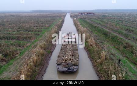 (171128) -- YUANJIANG, 28 novembre 2017 -- Una nave da carico trasporta alberi di populus nigra sgomberati nella riserva naturale meridionale del lago Dongting nella città di Yuanjiang, nella provincia centrale di Hunan della Cina, 27 novembre 2017. Gli alberi di Populus nigra nella riserva naturale del Lago Dongting sono stati eliminati dal governo locale per il suo danno all'ecosistema locale. ) (ZWX) CHINA-HUNAN-DONGTING LAKE-NATURE RESERVE-POPULUS NIGRA-CLEARING AWAY(CN) LIXGA PUBLICATIONXNOTXINXCHN Foto Stock