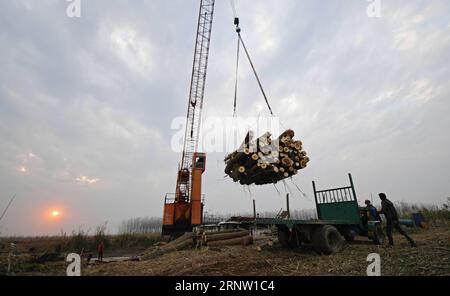 (171128) -- YUANJIANG, 28 novembre 2017 -- Una macchina carica su una nave da carico populus nigra alberi sgomberati nella riserva naturale sud del lago Dongting nella città di Yuanjiang, provincia centrale di Hunan della Cina, 27 novembre 2017. Gli alberi di Populus nigra nella riserva naturale del Lago Dongting sono stati eliminati dal governo locale per il suo danno all'ecosistema locale. ) (ZWX) CHINA-HUNAN-DONGTING LAKE-NATURE RESERVE-POPULUS NIGRA-CLEARING AWAY(CN) LIXGA PUBLICATIONXNOTXINXCHN Foto Stock