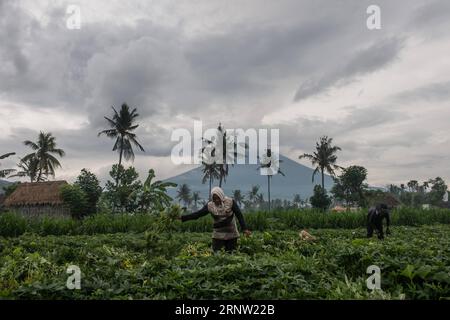 (171130) -- BALI, 30 novembre 2017 -- le persone locali lavorano nella loro fattoria mentre il vulcano del Monte Agung spezza cenere vulcanica ad Amed nel distretto di Karangasem, Bali, Indonesia, 30 novembre 2017. ) (Zxj) INDONESIA-BALI-MOUNT AGUNG ERUPTION VerixSanovri PUBLICATIONxNOTxINxCHN Foto Stock