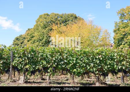 Le Clos Fourtet domaine viticole de Saint-Émilion classé « Premier Grand Cru », 1er Grand cru classé. Production de vin rouge de Saint-Émilion. Vigne Foto Stock