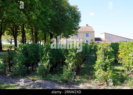 Le Clos Fourtet domaine viticole de Saint-Émilion classé « Premier Grand Cru », 1er Grand cru classé. Production de vin rouge de Saint-Émilion. Vigne Foto Stock