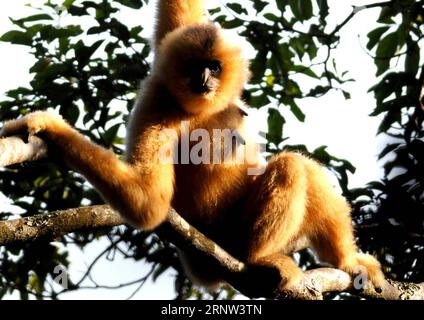 (171202) -- HAIKOU, 2 dicembre 2017 -- foto scattata il 13 gennaio 2007 mostra una femmina di Hainan gibbon seduta su un albero nella riserva naturale nazionale di Bawangling a Changjiang, nella provincia di Hainan nella Cina meridionale. Il gibbon di Hainan, o Nomascus Hainanus, è il primate più raro del mondo, e probabilmente la specie di mammiferi più rara. Una volta erano circa 2.000 negli anni '1950, subirono un forte declino alla fine del XX secolo in gran parte a causa della perdita dell'habitat e della caccia. Tipicamente vive in alberi della foresta pluviale alti oltre 10 metri, il gibbone con cresta nera di Hainan (Nomascus hainanus), con braccia e gambe lunghe ma senza coda, raramente Foto Stock