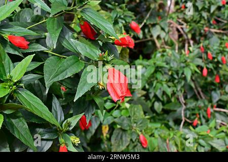 Cappello di turco, ibisco dormiente o fiore di cera (Malvaviscus arboreus) sul giardino tropicale Foto Stock