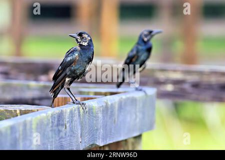 Barca-tailed grackle Foto Stock