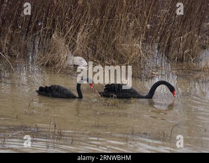 (171212) -- SANMENXIA, 12 dicembre 2017 -- i cigni neri sono visti in una zona umida a Sanmenxia, nella provincia di Henan, nella Cina centrale, 12 dicembre 2017. Ogni anno, i cigni migratori vengono dalla Siberia per trascorrere l'inverno qui. ) (Lb) CHINA-HENAN-SANMENXIA-SWAN (CN) GuxLilin PUBLICATIONxNOTxINxCHN Foto Stock