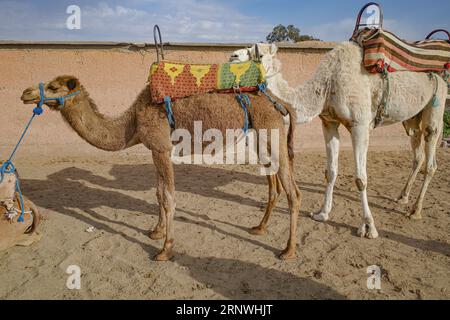 Marrakech, Marocco - 22 febbraio 2023: Cammelli dromedari pronti a trasportare i turisti in giostre nel deserto di Agafay Foto Stock