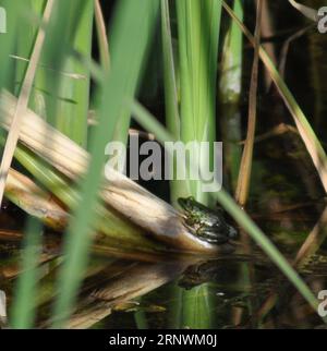 Rana palustre verde brillante (Phlophylax ridibundus) nell'habitat della riserva naturale Top Hill Low, East Yorkshire, Inghilterra Foto Stock