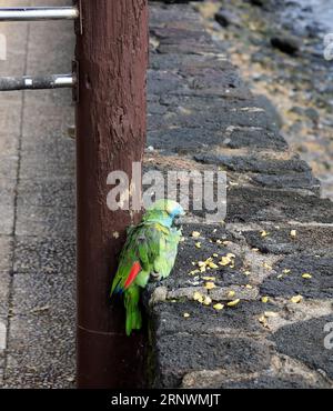 Un piccolo pappagallo verde addomesticato all'esterno di un bar a Playa Blanca, Lanzarote Foto Stock