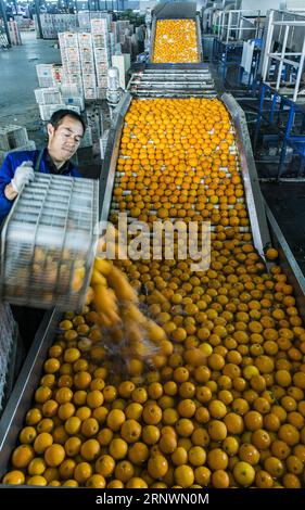 (171226) -- YICHANG, 26 dicembre 2017 -- Un membro dello staff di un negozio online lava arance ombelicali nella contea di Zigui, provincia di Hubei della Cina centrale, 25 dicembre 2017. La contea di Zigui ha sviluppato oltre 3.000 imprese di e-commerce che aiutano il volume di vendite annue di arance navel a raggiungere i 80.000 toni. ) (lx) CHINA-HUBEI-NAVEL ORANGE(CN) ZhengxJiayu PUBLICATIONxNOTxINxCHN Foto Stock