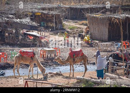 Marrakech, Marocco - 22 febbraio 2022: Cammelli dromedari riposano accanto a un fiume nelle montagne dell'Atlante Foto Stock