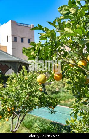 Marrakech, Marocco - 21 febbraio 2023: Le Jardin Secret (il giardino segreto), nella vecchia medina di Marrakech Foto Stock