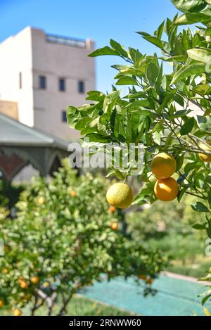 Marrakech, Marocco - 21 febbraio 2023: Le Jardin Secret (il giardino segreto), nella vecchia medina di Marrakech Foto Stock