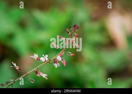 Bellissimi fiori nel parco Foto Stock