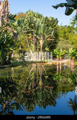 Brasile: Passeggiata nel giardino botanico di Rio de Janeiro, fondato nel 1808 da re Giovanni vi del Portogallo. Piante e alberi tropicali e subtropicali Foto Stock