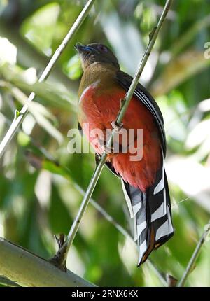 (180115) -- HAIKOU, 15 gennaio 2018 -- foto scattata il 13 gennaio 2018 mostra un trogon dalla testa rossa nella riserva naturale nazionale di Jianfengling nella provincia di Hainan della Cina meridionale. ) (wyo) RISERVA NATURALE CINA-HAINAN (CN) JiangxEnyu PUBLICATIONxNOTxINxCHN Foto Stock