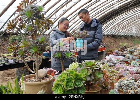 (180121) -- RENQIU, 21 gennaio 2018 -- Xu Mengjiao (L) e Tian Zhendong clip succulenti piante in una serra nella città di Renqiu, nella provincia di Hebei nella Cina settentrionale, 21 gennaio 2018. Tian Zhendong e Xu Mengjiao, una coppia di Renqiu City, si dimisero dal loro lavoro e avviarono un'attività di piante succulente all'inizio del 2017. Dopo un anno di sviluppo, il loro giardino ha introdotto più di 300 tipi di piante grasse e coltivato 200.000 piante, e produce benefici attraverso la vendita on-line e off-line . ) (Zwx) CHINA-HEBEI-COUPLE-SUCCULENT PLANTS (CN) MuxYu PUBLICATIONxNOTxINxCHN Foto Stock