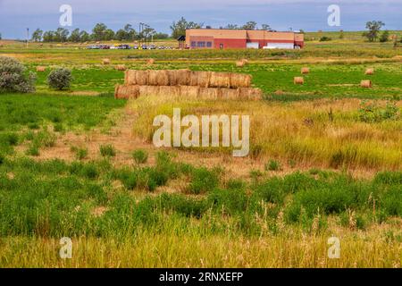 Coltivazione e raccolta del grano in Nebraska a fine estate. Foto Stock