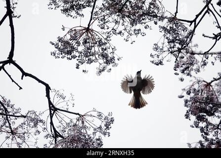 (180130) -- GUIYANG, 30 gennaio 2018 -- Un uccello cerca cibo tra un albero ricoperto di cicle nel giardino botanico di Guiyang a Guiyang, capitale della provincia di Guizhou della Cina sud-occidentale, 29 gennaio 2018. Qin Gang) (yxb) CHINA-GUIYANG-BIRD-ICLES(CN) Qingang PUBLICATIONxNOTxINxCHN Foto Stock