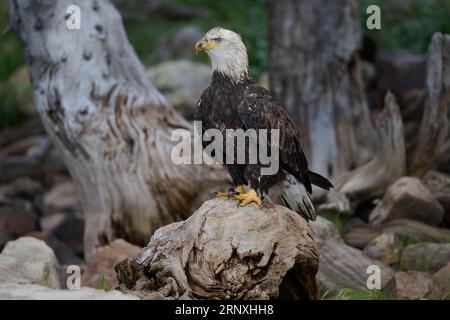 Aquila calva, Utah Foto Stock