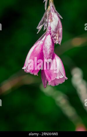 Bellissimi fiori nel parco Foto Stock