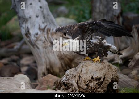 Aquila calva che si prepara a volare, Utah Foto Stock