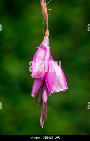 Bellissimi fiori nel parco Foto Stock