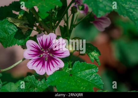 Sfondo naturale nel giardino estivo con fiori Foto Stock