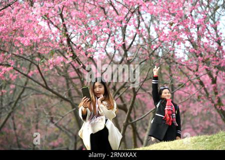 (180203) -- NANNING, 3 febbraio 2018 -- i cittadini guardano i fiori di ciliegio al parco forestale di Shimen a Nanning, nella regione autonoma del Guangxi Zhuang nel sud della Cina, 3 febbraio 2018. ) (wyo) CHINA-GUANGXI-CHERRY BLOSSOM (CN) ZhouxHua PUBLICATIONxNOTxINxCHN Foto Stock