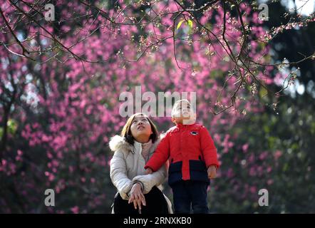 Bilder des Tages (180203) -- NANNING, 3 febbraio 2018 -- i cittadini vedono i fiori di ciliegio nel parco forestale di Shimen a Nanning, nella regione autonoma del Guangxi Zhuang, nel sud della Cina, 3 febbraio 2018. ) (wyo) CHINA-GUANGXI-CHERRY BLOSSOM (CN) ZhouxHua PUBLICATIONxNOTxINxCHN Foto Stock