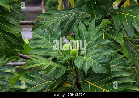 Piccolo frutto del pane e fiore maschile su un albero del pane Foto Stock