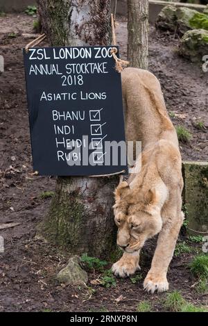 (180208) -- LONDRA, 8 febbraio 2018 -- un leone asiatico viene contato come parte dell'inventario annuale dello zoo di Londra ZSL, Regno Unito, il 7 febbraio 2018. ) (rh) BRITAIN-LONDON-ZOO-ANNUAL STOCKTAKE RayxTang PUBLICATIONxNOTxINxCHN Foto Stock